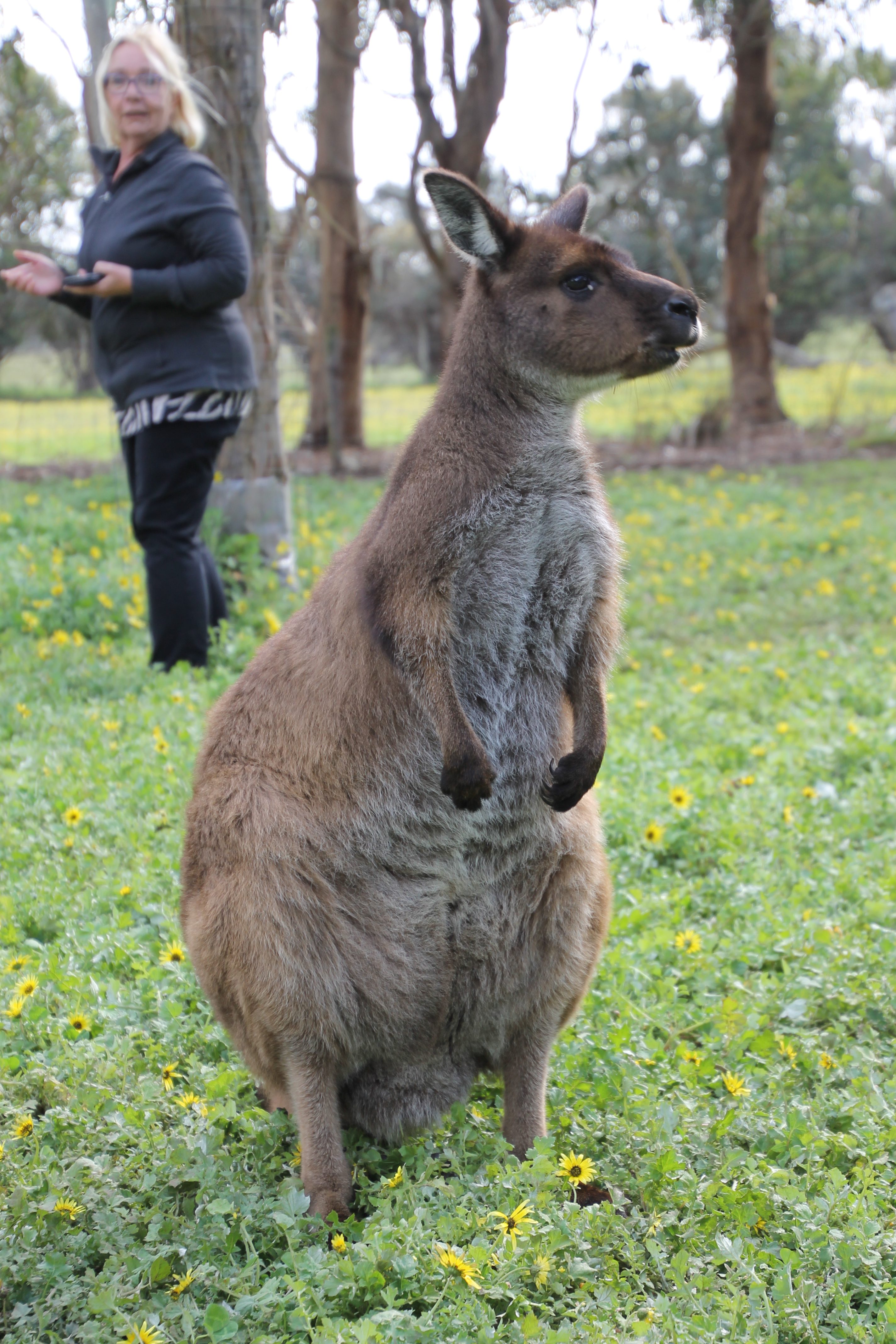 Kangaroo Island - 1