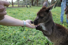 Kangaroo Island - 1