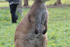 Kangaroo Island - 1
