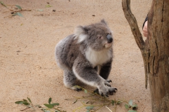Kangaroo Island - 1